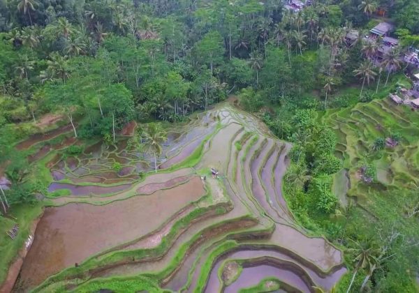 ubud-rice-fields-min_2_layer