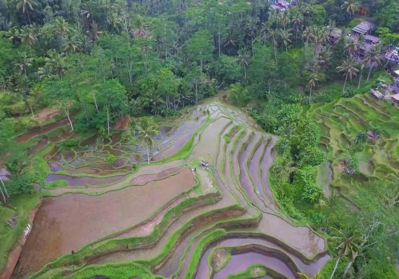 ubud-rice-fields-min_2_layer